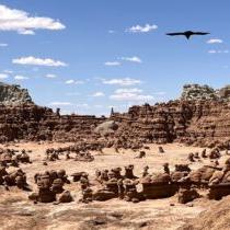 bird flies over Goblin Valley State Park in southern Utah